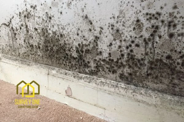 What’s the First Step to Take When You Notice Damp on a Party Wall Cardiff?